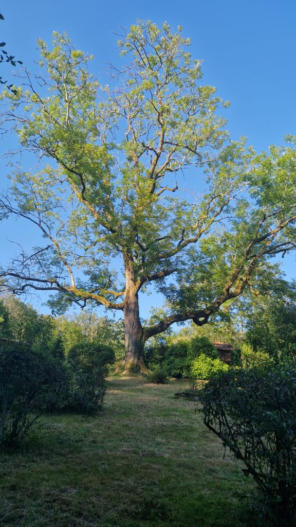 arbre, représentant l'activité de coach professionnel